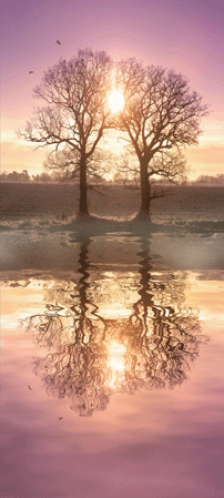 Dawn Reflections